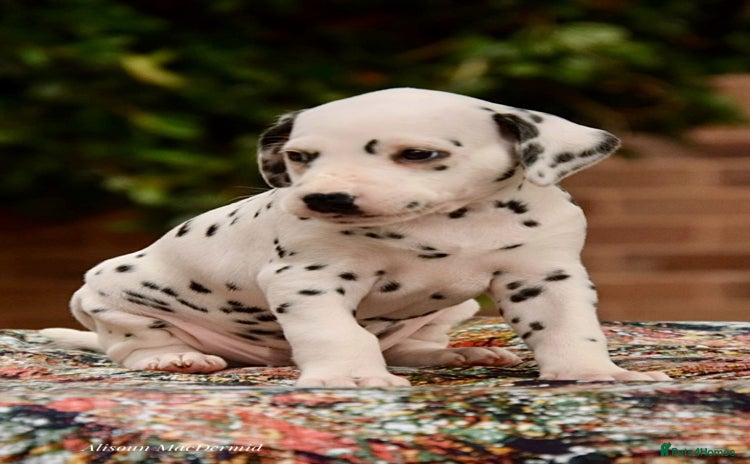Dalmatian dogs - Advert 2