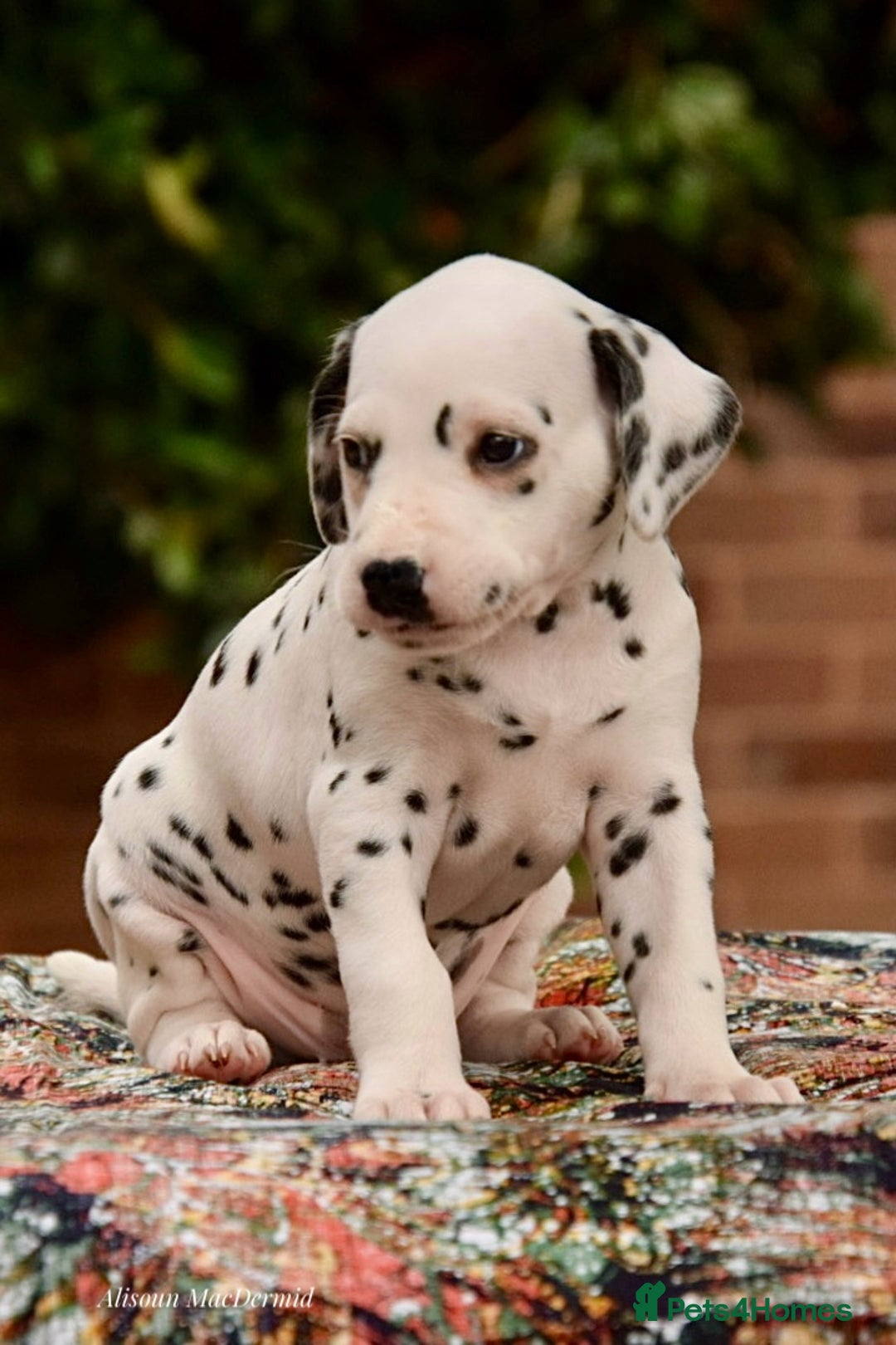 Dalmatian dogs for sale: Looking for 5* homes   - Image 2