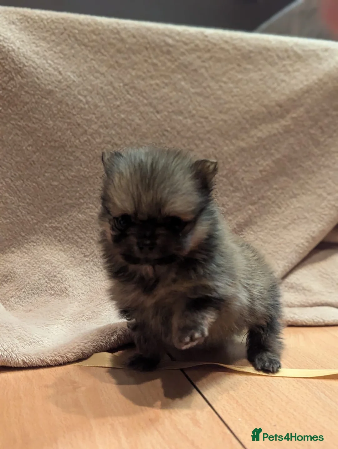 Pomeranian dogs for sale: 🐾 Adorable Merle Pomeranian Puppies for Sale 🐾 - Advert 28