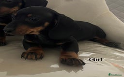 Miniature Dachshund dogs for sale: Beautiful mini dachshunds  - Image 8