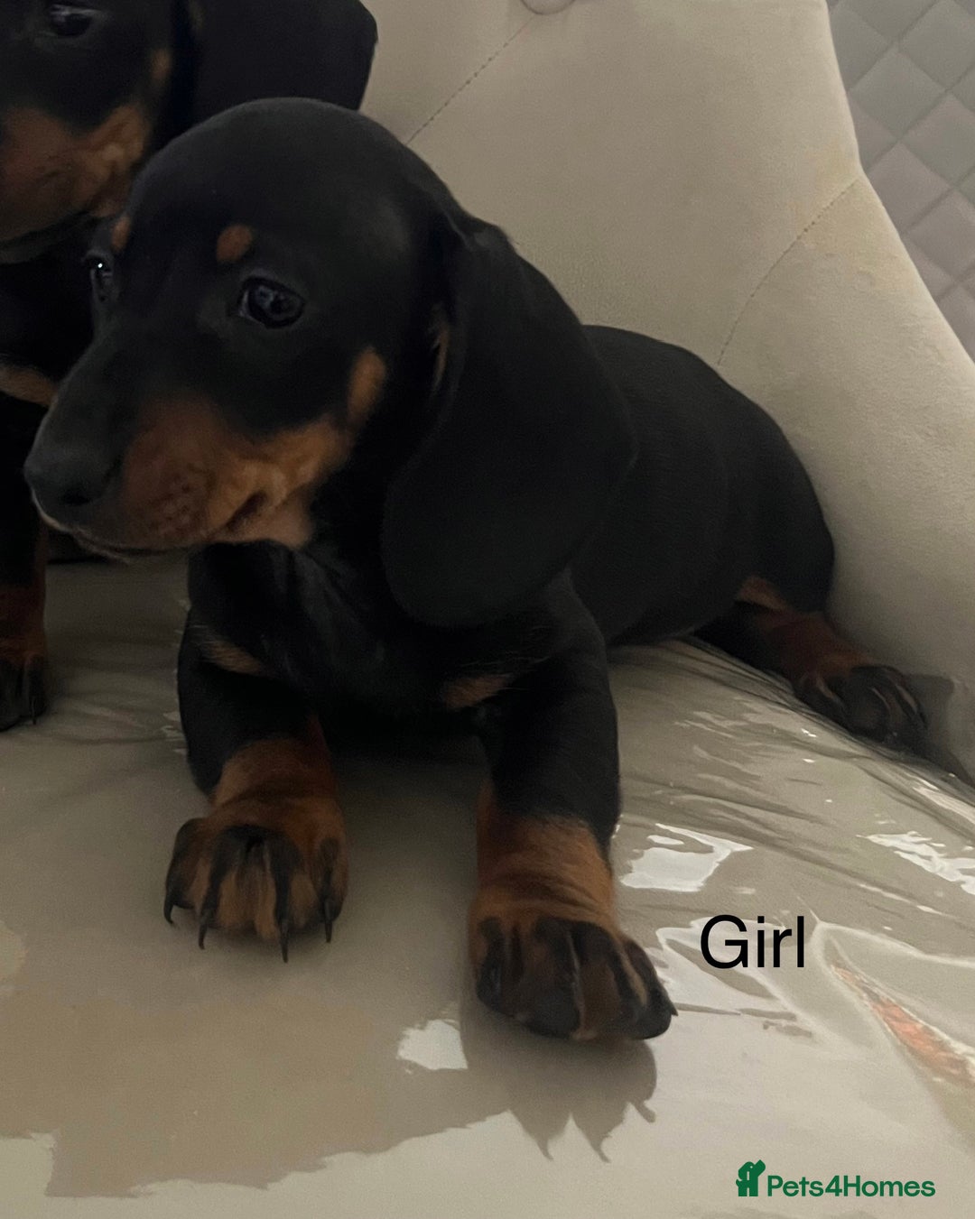 Miniature Dachshund dogs for sale: Beautiful mini dachshunds  - Image 8
