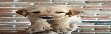 Golden Retriever 1