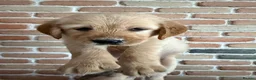 Golden Retriever dogs for sale: Golden Retriever puppies  in Derby - Advert 23