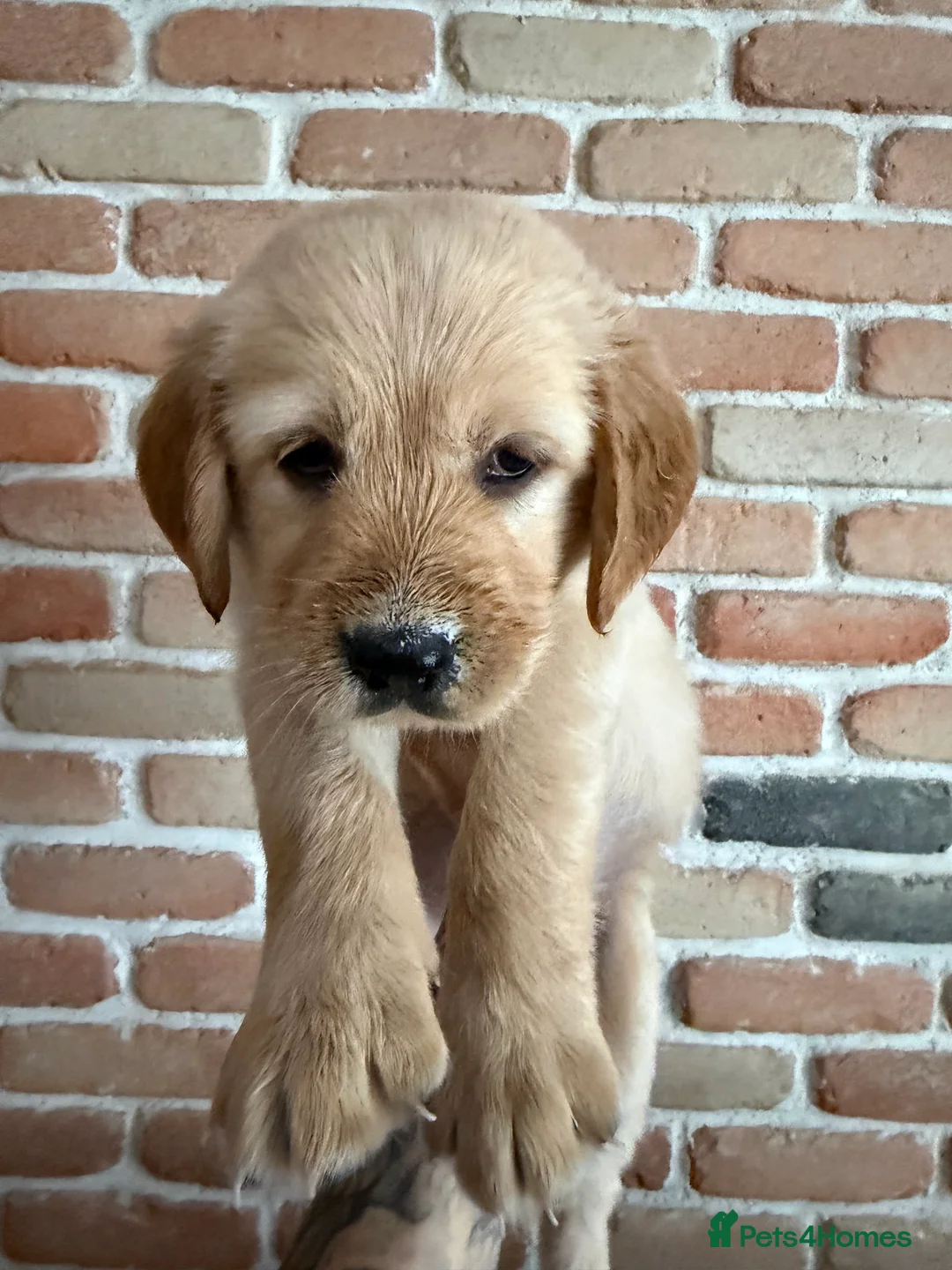 Golden Retriever dogs for sale: Golden Retriever puppies  in Derby - Advert 23