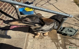 German Shepherd dogs for sale: Beautiful Boy To Go To New Home - Image 10