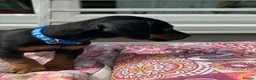 Jackshund dogs for sale: Adorable Dachshund x Jack Russell Puppies  - Advert 33