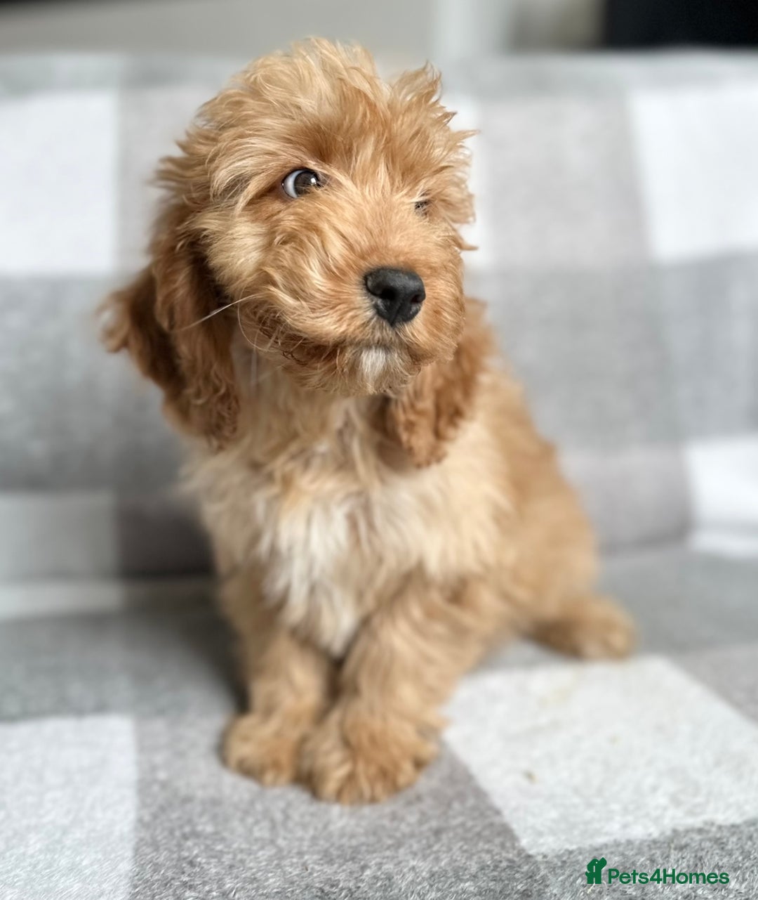 Cockapoo dogs for sale: Beautiful cockapoos looking for forever homes  - Image 15