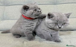 British Shorthair cats for sale: Chunky British Shorthair Blue Kittens 🐱💙 - Image 7