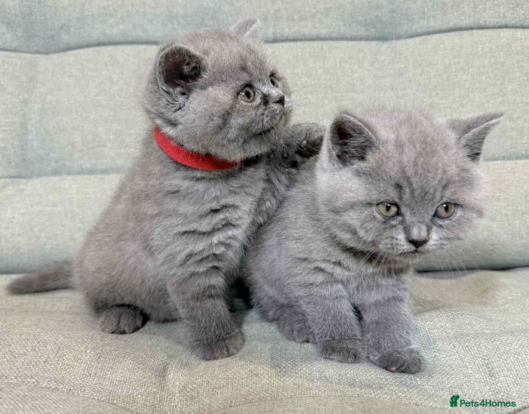 British Shorthair cats for sale: Chunky British Shorthair Blue Kittens 🐱💙 - Image 7