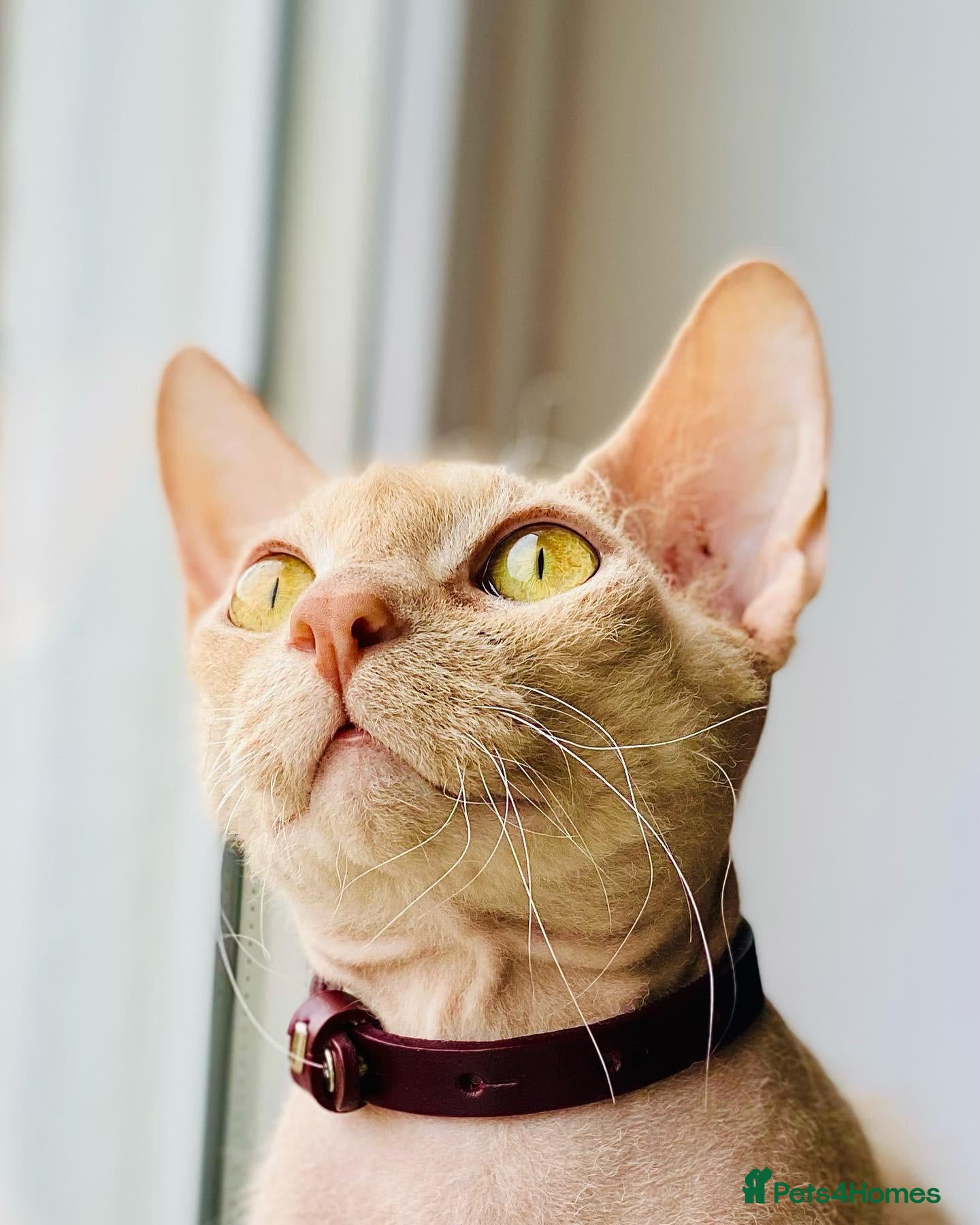 Mixed Breed cats Rehome Our Charming 5-Year-Old Sphynx - Advert 2