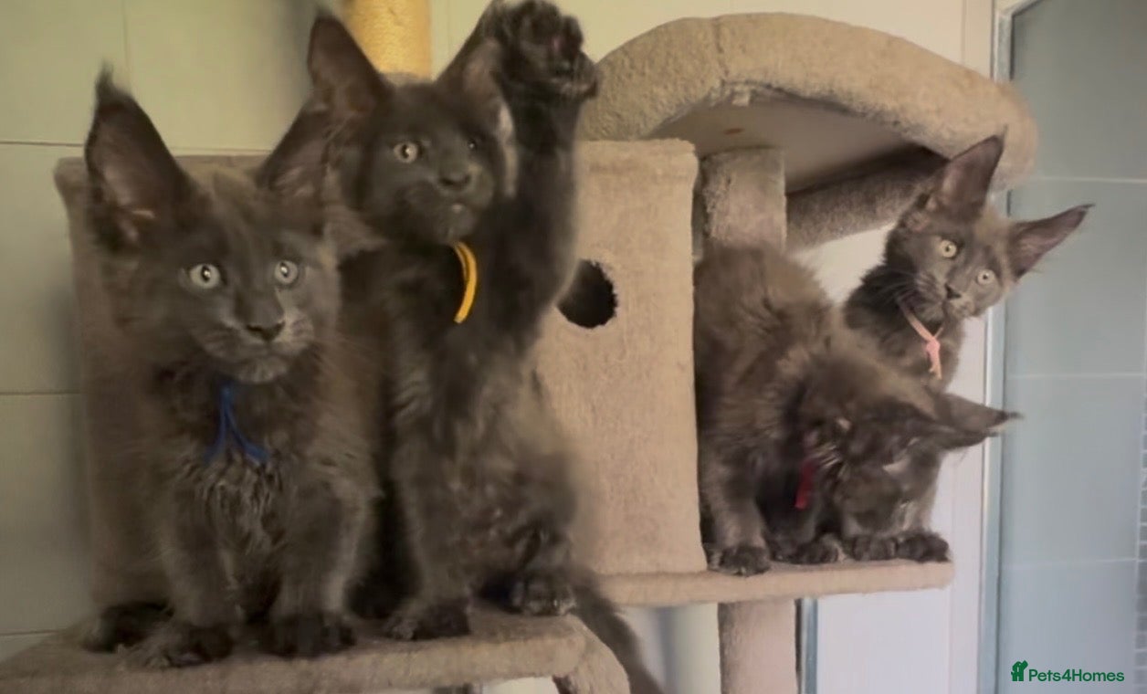 Maine Coon cats Stunning GCCF Russian Blue Maine Coons - Advert 2