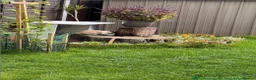 Mini Lop rabbits for sale: 🐰 Biscuit – Female Mini Lop - Advert 2
