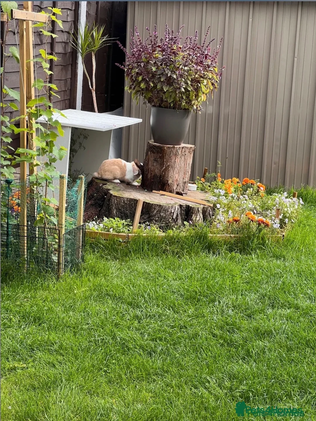 Mini Lop rabbits for sale: 🐰 Biscuit – Female Mini Lop - Advert 2