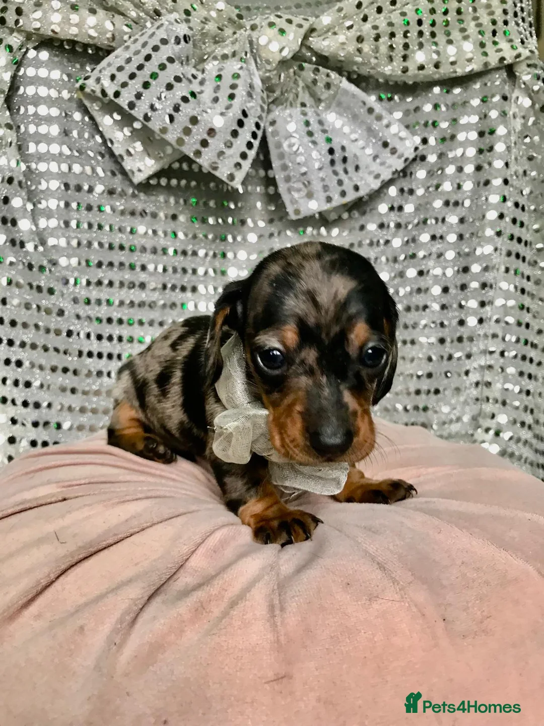 Miniature Dachshund dogs for sale: 🐶 4 miniature duschund puppies🐕 - Advert 9