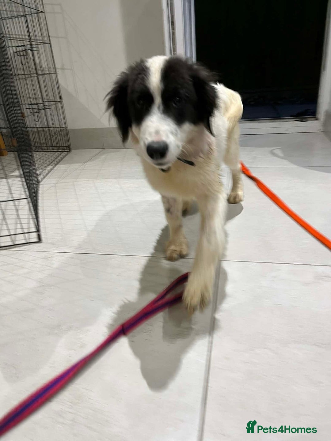 Mixed Breed dogs for adoption: Duke - North Walsham Norfolk  - Advert 3