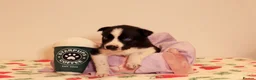 Siberian Husky dogs for sale: Pedigree husky puppies  in Clacton-on-Sea - Advert 3