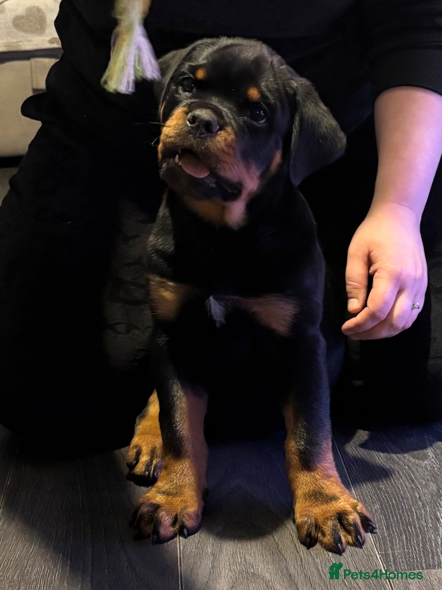 Rottweiler dogs Beautiful Rottweiler Puppies Available  - Advert 3