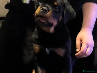 Rottweiler dogs Beautiful Rottweiler Puppies Available - Advert 3