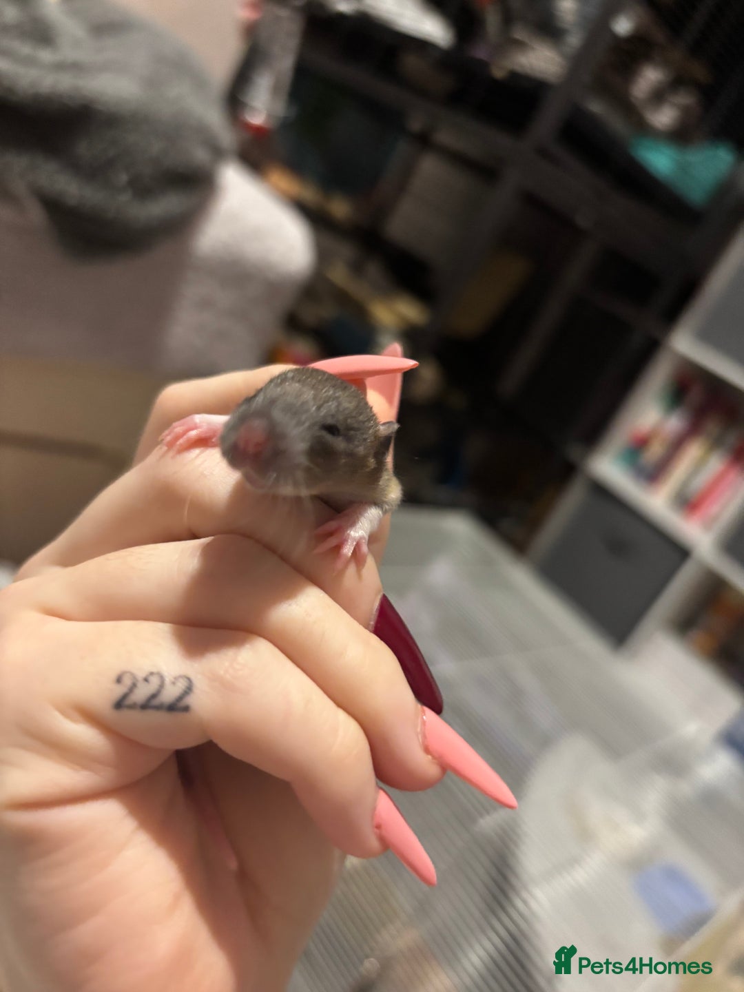 Rat rodents for sale: BABY RATS FOR SALE ( end of jan / start of feb) - Advert 6