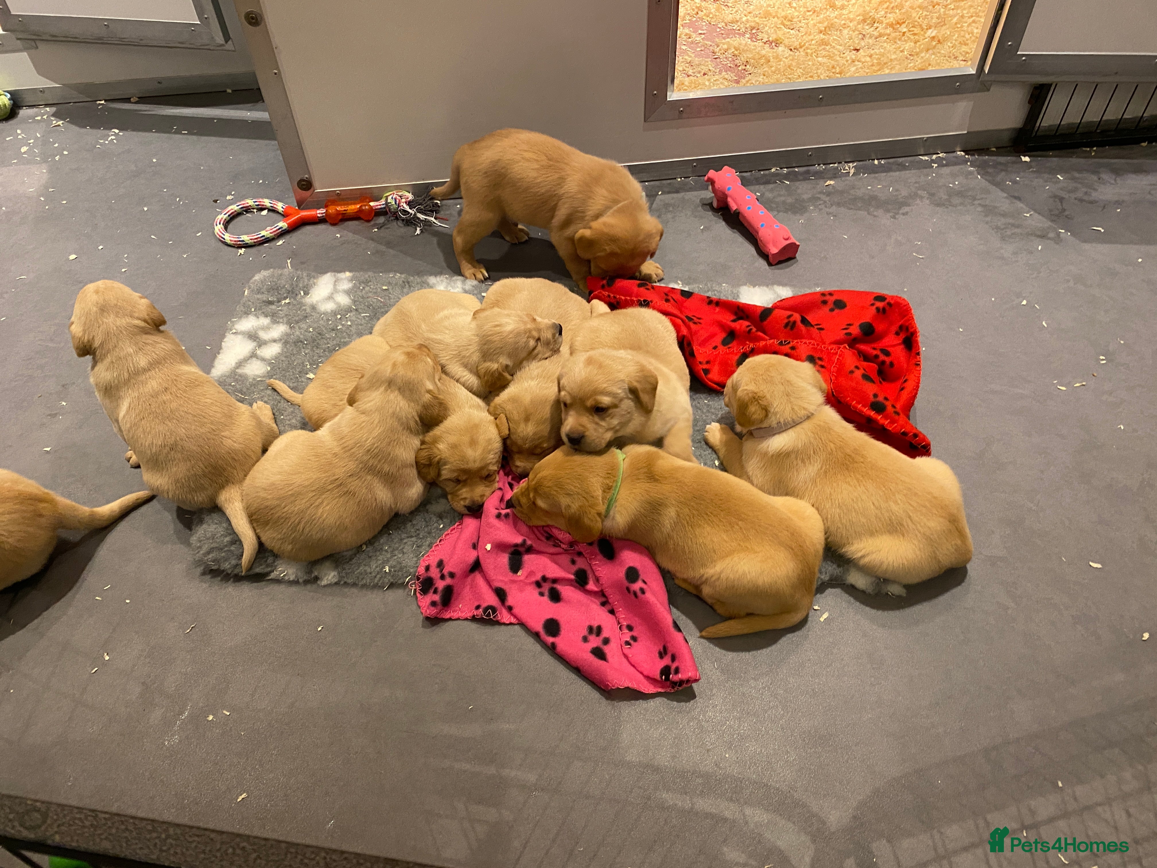 Labrador Retriever dogs Yellow/Fox Red Labrador puppies - Advert 18