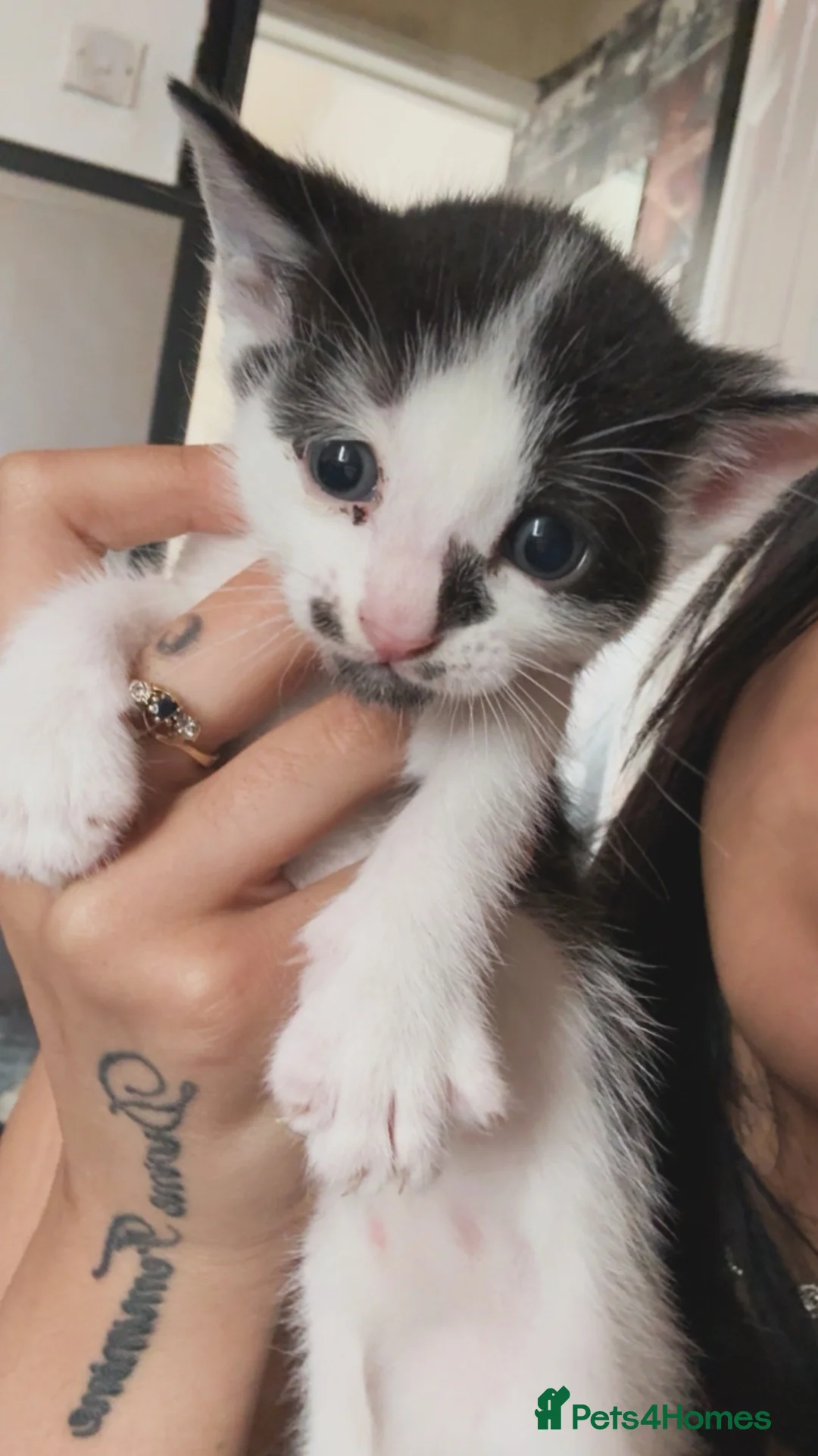 Mixed Breed cats for sale: 4 tom kittens  - Advert 2