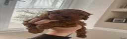 Cockapoo dogs for sale: Beautiful Cockapoo Puppies 3 Available 6 Weeks Old in Manchester - Advert 7