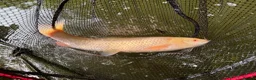 Koi Carp fish for sale: Mixed Koi Carp Golden Orfe Fish Collection - Advert 10