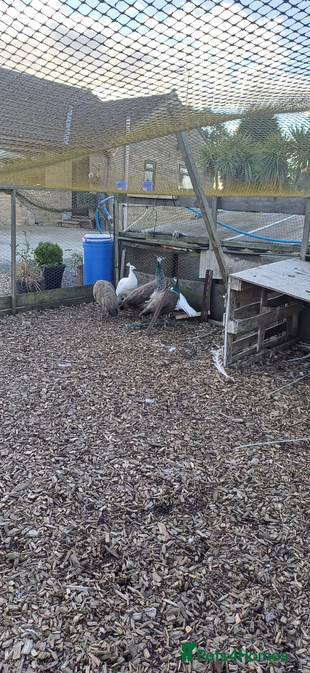 Mixed Breed birds for sale: Peacocks  - Advert 2