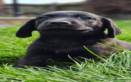 Labrador Retriever dogs for sale: LAST 2 KC HEALTH TESTED CHARCOAL LABS AVAILABLE  - Image 16