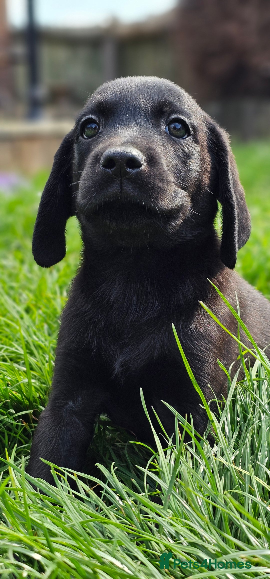 Labrador Retriever dogs for sale: LAST 2 KC HEALTH TESTED CHARCOAL LABS AVAILABLE  - Image 16