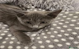 Russian Blue cats for sale: Female Russian blue kitten  - Image 2