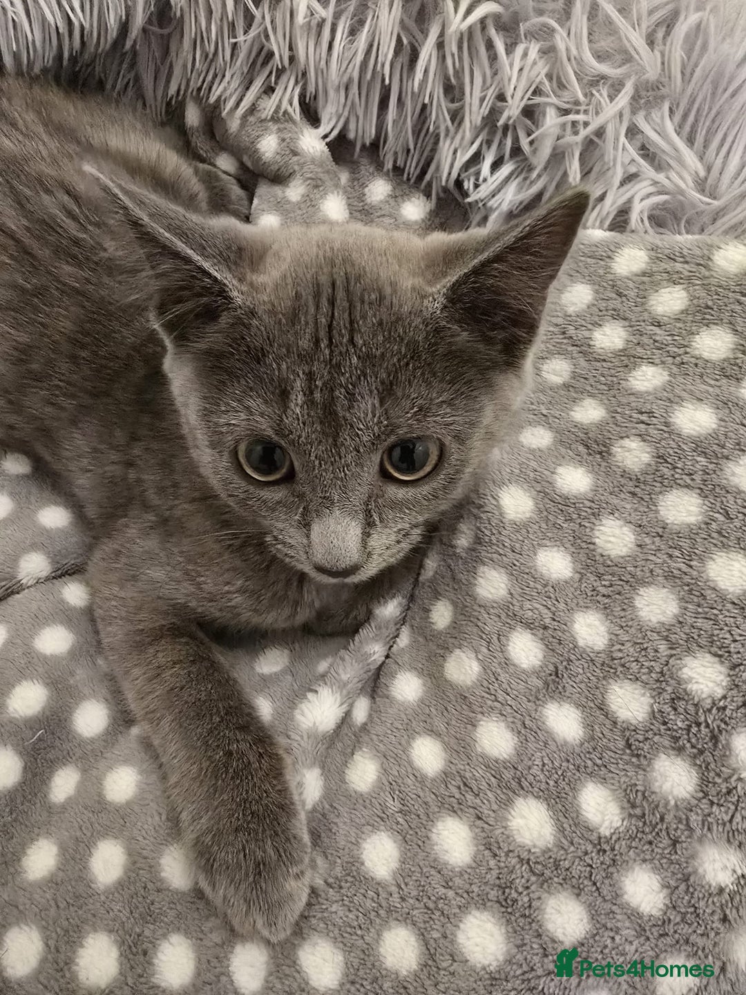 Russian Blue cats for sale: Female Russian blue kitten  - Image 2