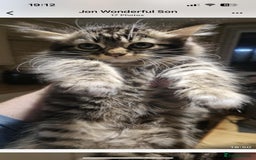 Maine Coon cats for sale: Beautiful Maine coone/bengal - Image 6