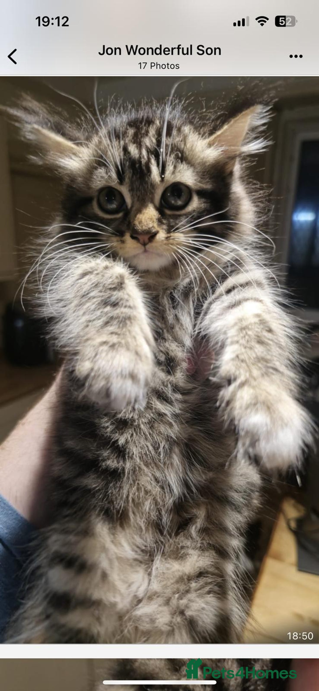 Maine Coon cats for sale: Beautiful Maine coone/bengal - Image 6