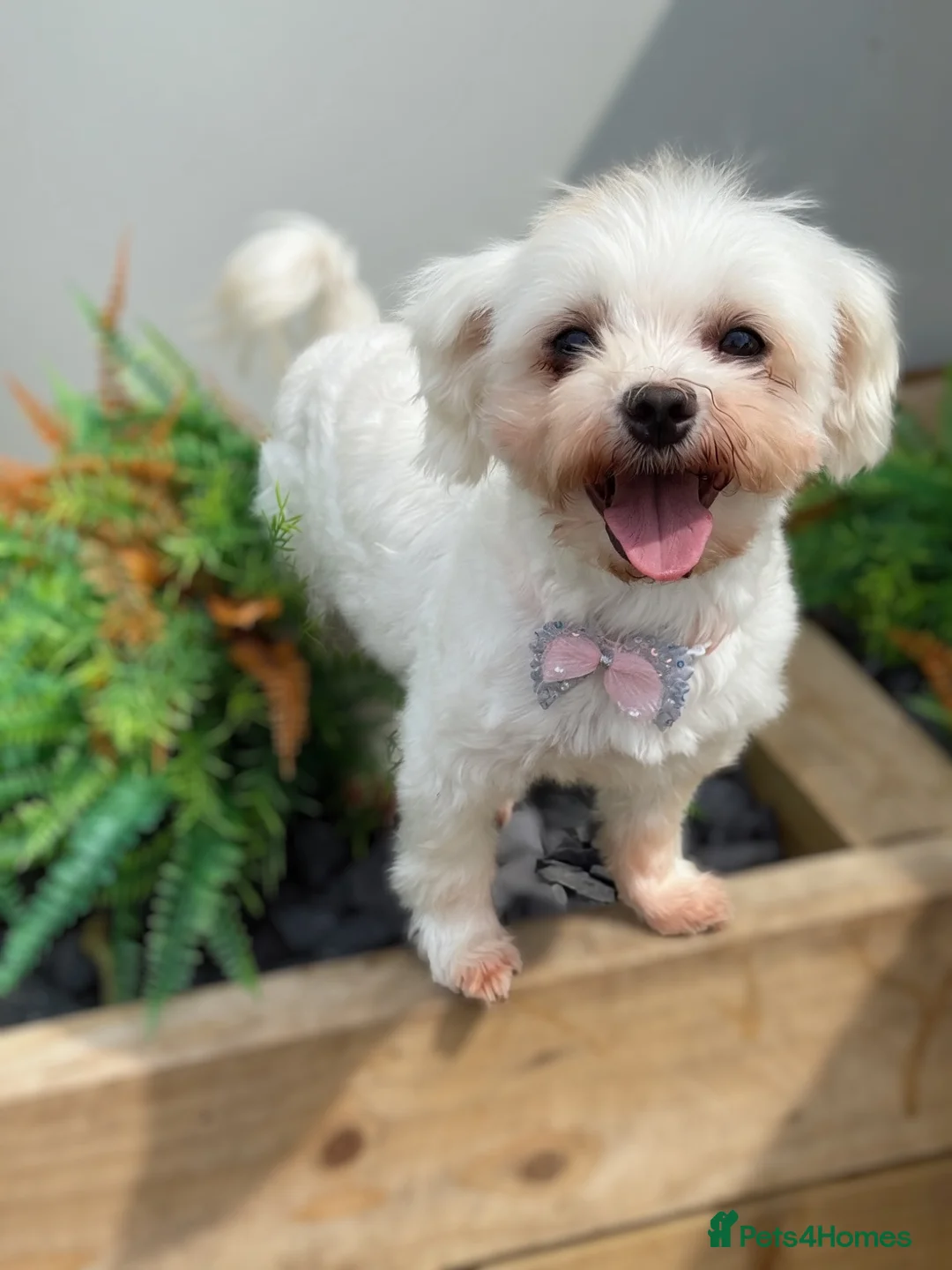 Maltese dogs for sale: Sofa Required Maltese Girl - Advert 1