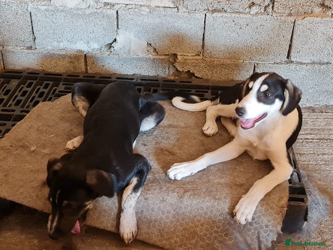 Mixed Breed dogs for adoption: OTIS - a Handsome and gentle boy for a Loving Home - Image 11