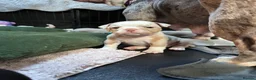 Olde English Bulldogge dogs for sale: 8 beautiful and chunky puppies amazing colours 🤩 in Coventry - Advert 14