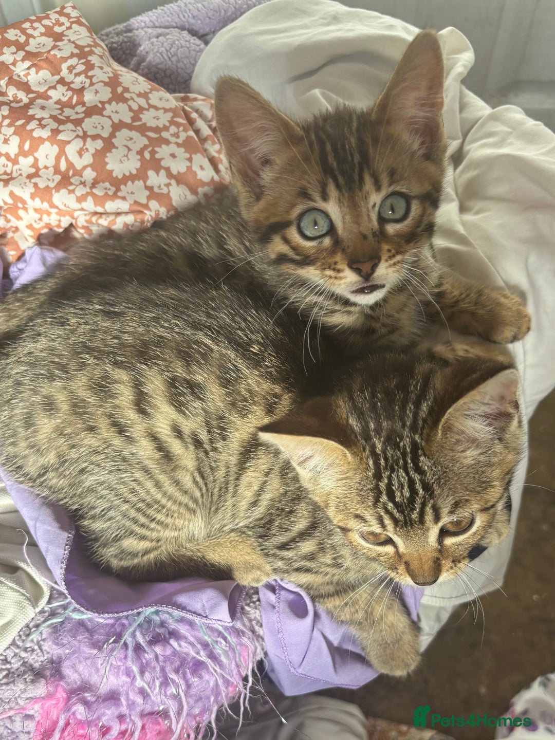 Bengal cats for sale: **1 Female remaining** Bengal cross kittens  in Petworth - Image 3
