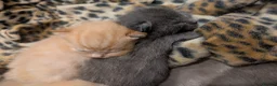 Mixed Breed cats for sale: Ragdoll mix | 2 boys  in Sheffield - Advert 5