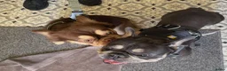 French Bulldog dogs for sale: KC French bulldog puppies highly healthed parents - Advert 3