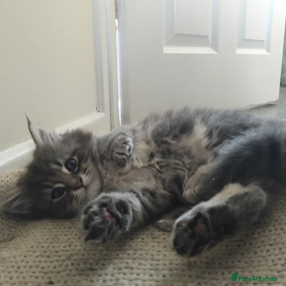 Maine Coon cats for sale: 3 purebred Maine Coon kittens in Warminster - Advert 1
