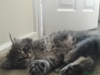 Maine Coon cats 3 purebred Maine Coon kittens - Advert 2