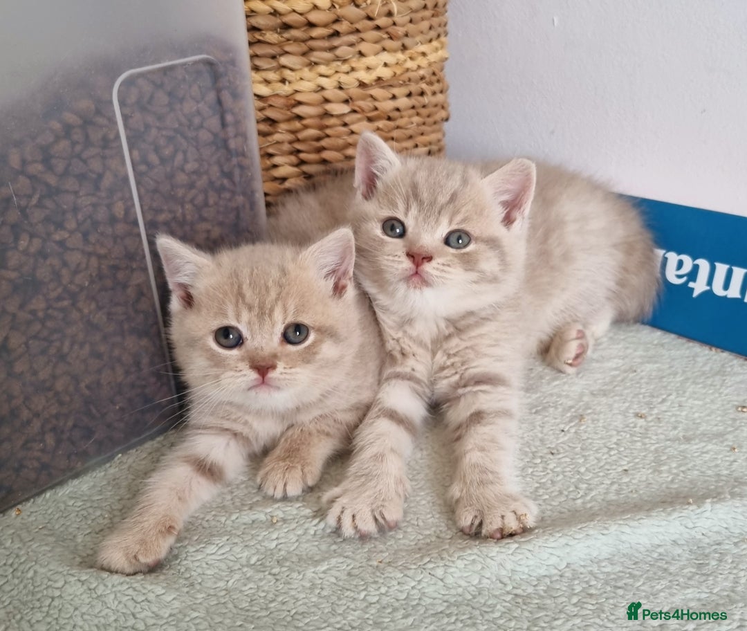 British Shorthair cats for sale: Blue & stripy, boys & girls ava British shorthairs in Eastbourne - Image 3