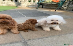 Toy Poodle dogs for sale: One of a kind deep red toy poodle boy - Image 22