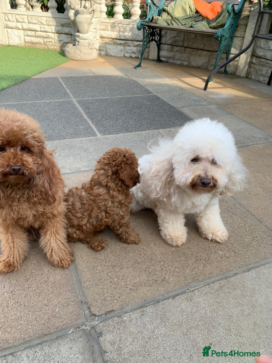 Toy Poodle dogs for sale: One of a kind deep red toy poodle boy - Image 22