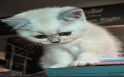 British Shorthair cats for sale: 💙❤️COLORPOINT 🐾BSH 🏆GCCF & TICA reg - Image 26