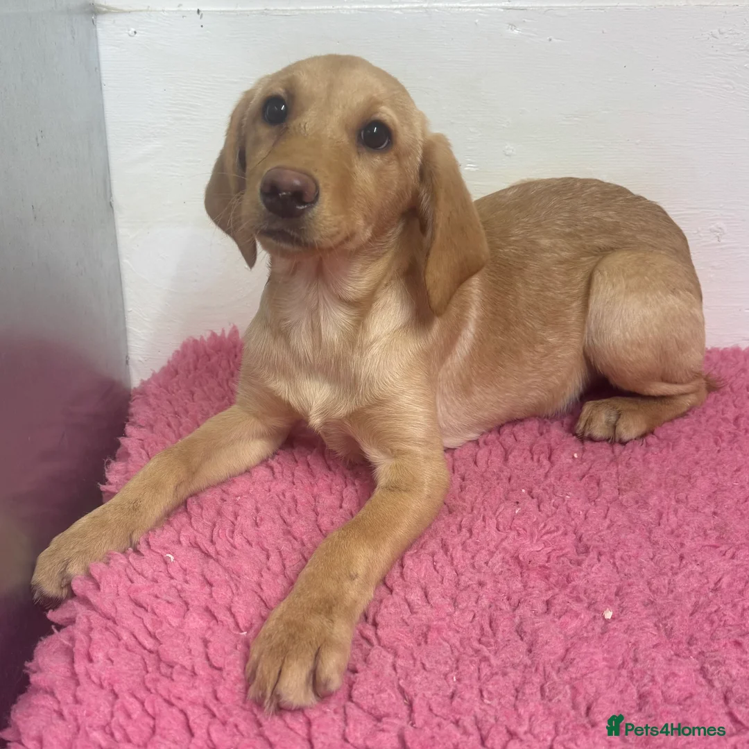 Labrador Retriever dogs for sale: 🧡 Pale Fox Red Yellow Labrador Puppies 💛 - Advert 12