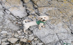 Maltipoo dogs for sale: 2y old maltipoo girl looking for best loving home - Image 4