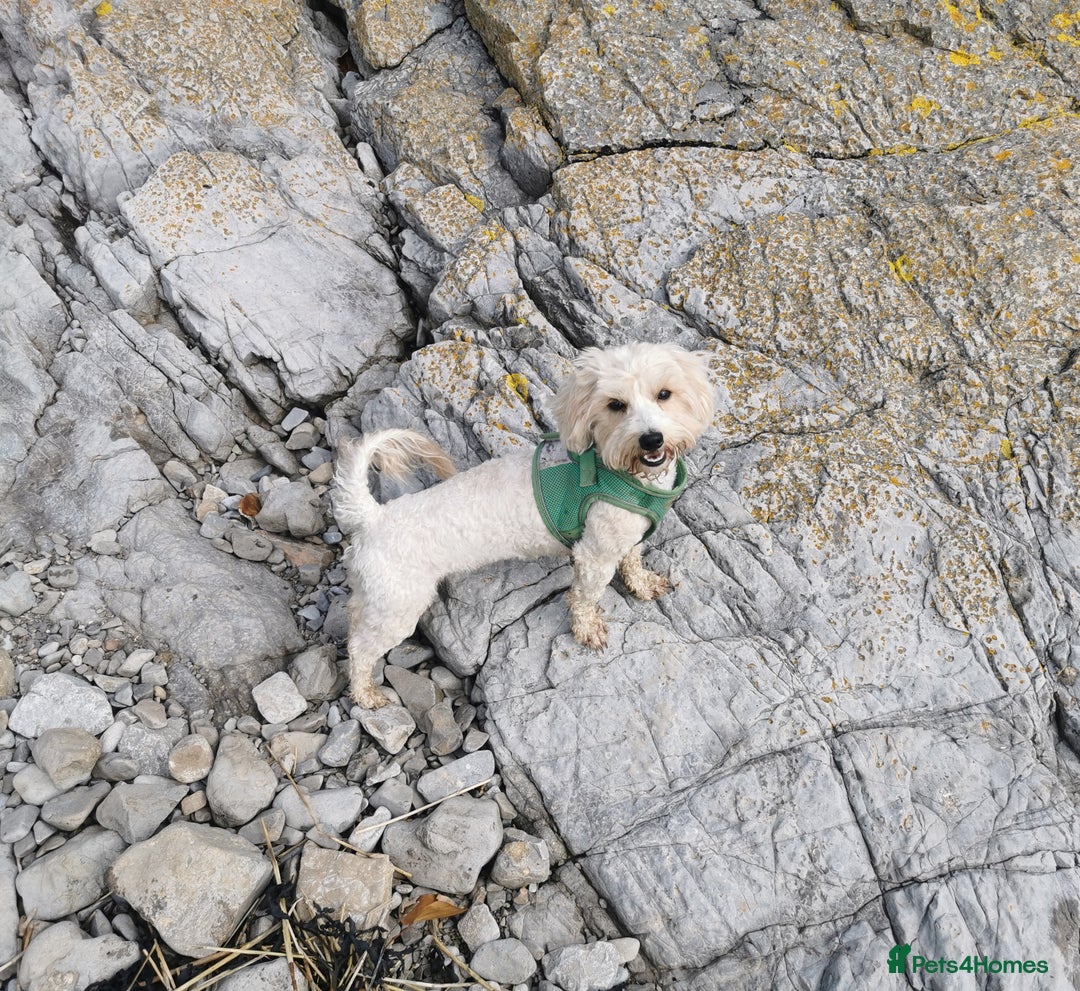 Maltipoo dogs for sale: 2y old maltipoo girl looking for best loving home - Image 4