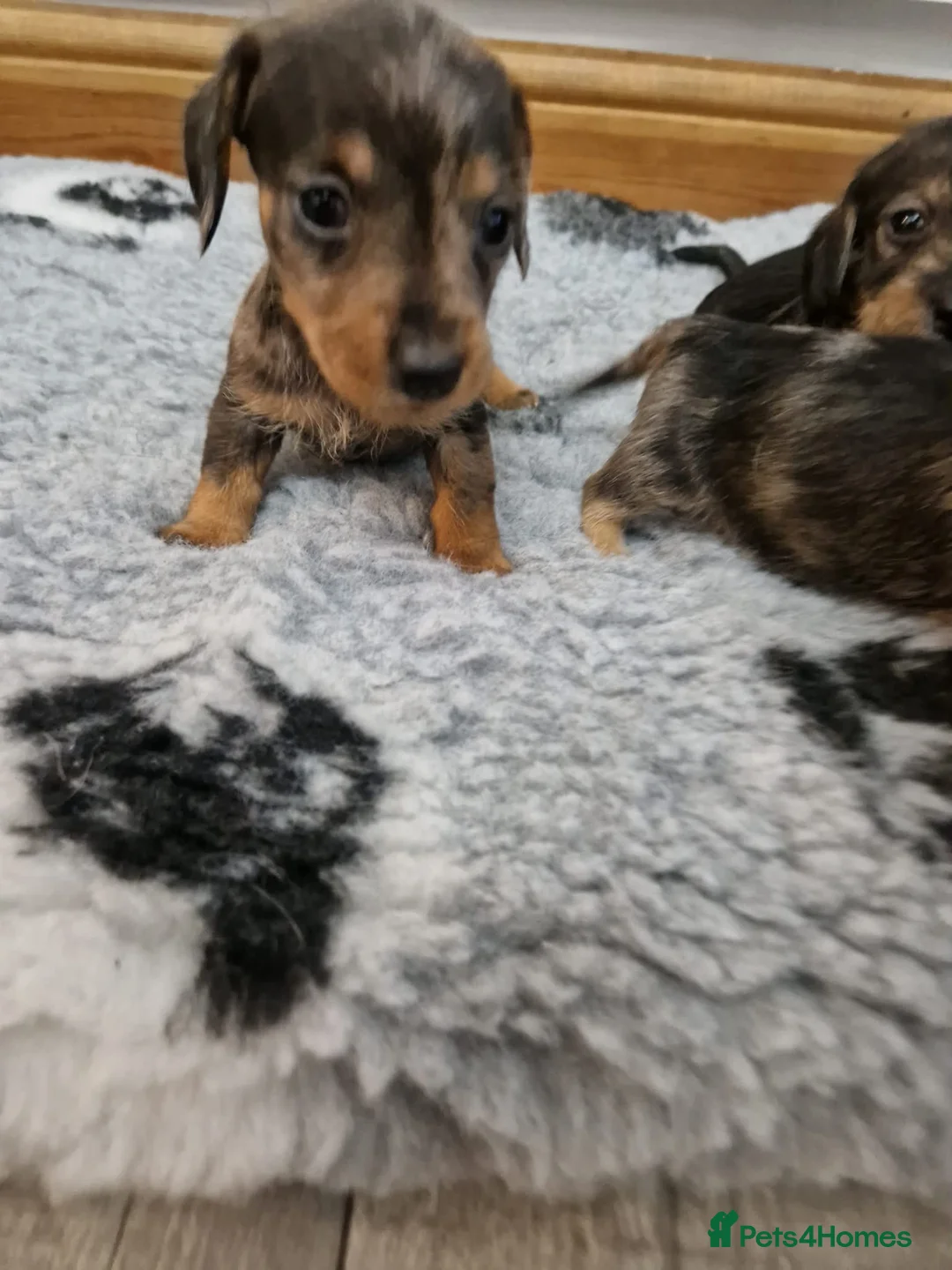 Dachshund dogs for sale: SOLD!Wirehaired daschund chocolate dappled  - Advert 5